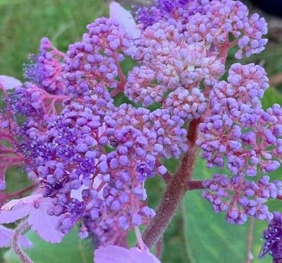 Hydrangea aspera Villosa  10L