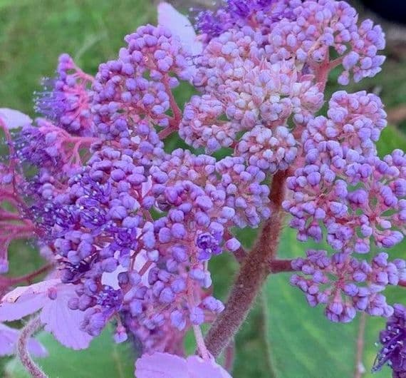 Hydrangea aspera Villosa  10L