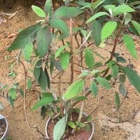 Hydrangea aspera Villosa  10L ready  March 2025