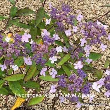 Hydrangea  aspera  villosa 'Velvet & Lace'  3L