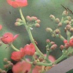 Hydrangea glabra 'Crug Coral'  10L