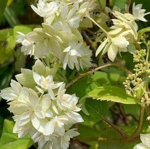 Hydrangea involucrata 'Sterilis'  7.5L