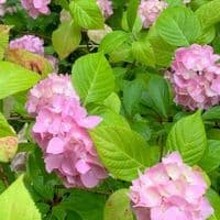 Hydrangea mac  'All Summer Beauty' 10L