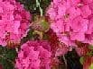 Hydrangea mac  'All Summer Beauty' 10L