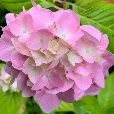 Hydrangea mac  'All Summer Beauty' 10L