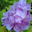 Hydrangea mac   'Blaumeise' (lacecap) 5L