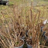 Hydrangea mac  'Llanarth White'  12L