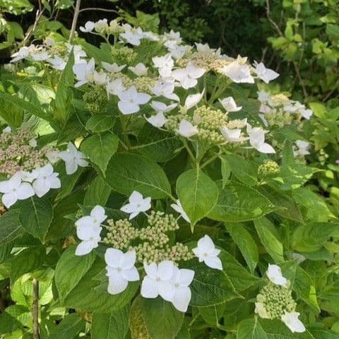 Hydrangea mac  'Llanarth White'  12L