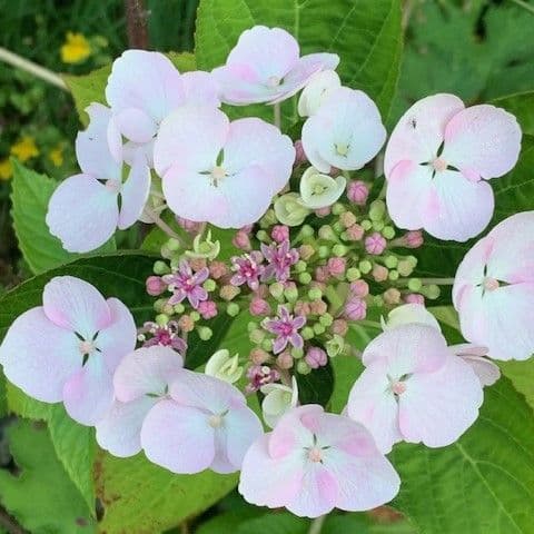Hydrangea mac  'Llanarth White'  7.5L
