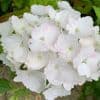 Hydrangea mac   'Mme E. Mouilliere'  12/15L  90-120 bushy