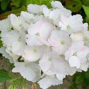 Hydrangea mac   'Mme E. Mouilliere'  12/15L  90-120 bushy