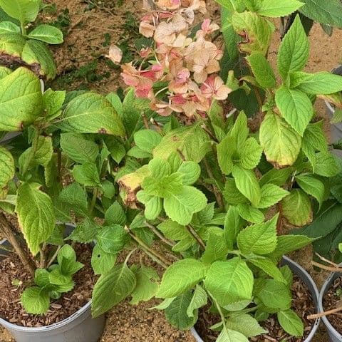 Hydrangea mac  'Nikko Blue'  2L  30-40cms