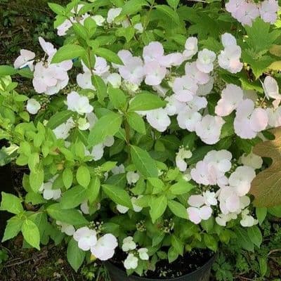 Hydrangea mac  'Runaway Bride'  20cm (10L)