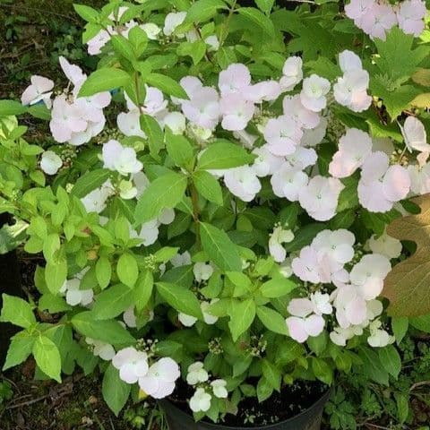 Hydrangea mac  'Runaway Bride'  20cm (10L)