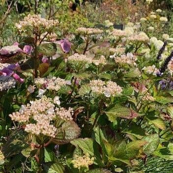 Hydrangea mac 'Sandra'  3L