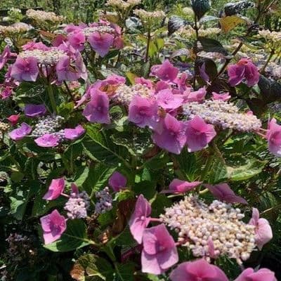 Hydrangea mac  'Teller Pink'  3L