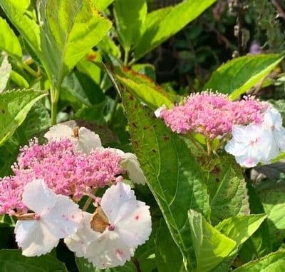 Hydrangea mac  'Tokyo Delight'  5L
