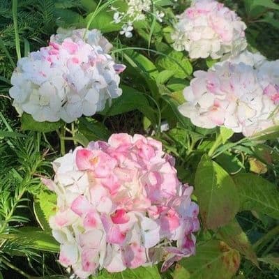 Hydrangea mac. 'Little White'   AVAILABLE 2027