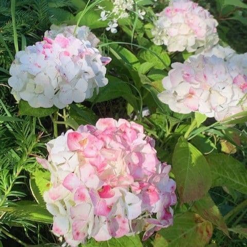 Hydrangea mac. 'Little White'   AVAILABLE 2027