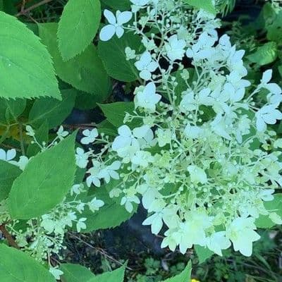 Hydrangea pan. 'Dentelle de Gorron'  READY IN 2027