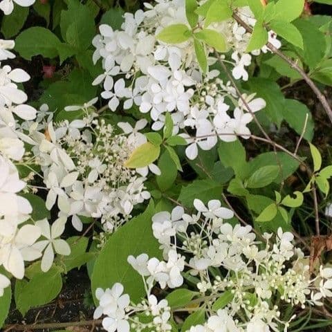 Hydrangea pan. 'Levana'  10L