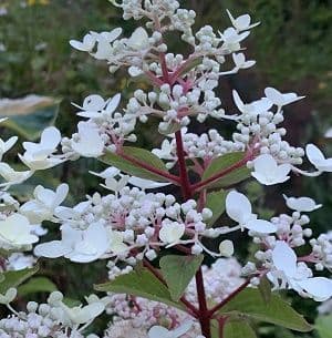Hydrangea pan. 'Wim's Red'  34L