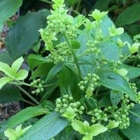 Hydrangea paniculata 'Great Star'  10L  READY OCTOBER