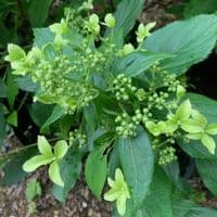 Hydrangea paniculata 'Great Star'  10L  READY OCTOBER