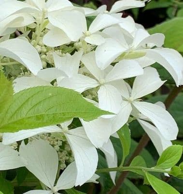 Hydrangea paniculata 'Great Star'  10L  READY OCTOBER