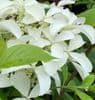 Hydrangea paniculata 'Great Star'  10L  SOLD OUT