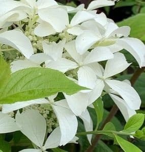 Hydrangea paniculata 'Great Star'  2L  NEW STOCK SOON