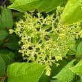 Hydrangea paniculata 'Limelight'   7.5L