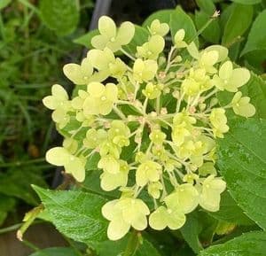 Hydrangea paniculata 'Limelight'   7.5L