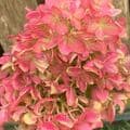 Hydrangea paniculata 'Little Lime' (now 'Jane')  7.5L