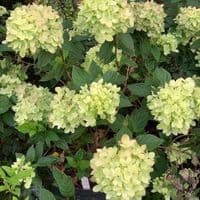Hydrangea paniculata 'Little Lime' (now 'Jane')  7.5L