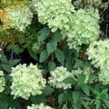Hydrangea paniculata 'Little Lime' (now 'Jane')  7.5L
