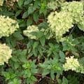 Hydrangea paniculata 'Little Lime' (now 'Jane')  7.5L