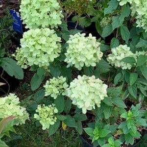 Hydrangea paniculata 'Little Lime' (now 'Jane')  7.5L