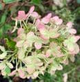 Hydrangea paniculata 'Silver Dollar'  5L  40-60cns
