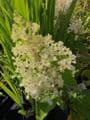 Hydrangea paniculata 'Silver Dollar'  5L  40-60cns