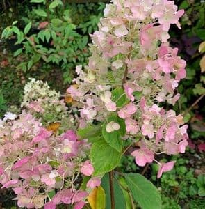 Hydrangea paniculata 'Silver Dollar'  5L  40-60cns