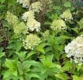 Hydrangea 'Polar Bear' (paniculata) 5L