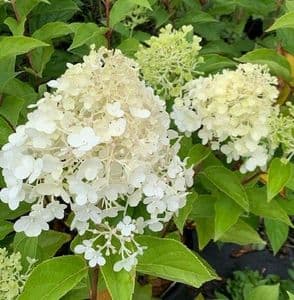 Hydrangea 'Polar Bear' (paniculata) 5L