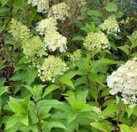 Hydrangea 'Polar Bear' (paniculata) 5L SOLD OUT TEMPORARILY