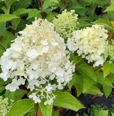 Hydrangea 'Polar Bear' (paniculata) 5L SOLD OUT TEMPORARILY