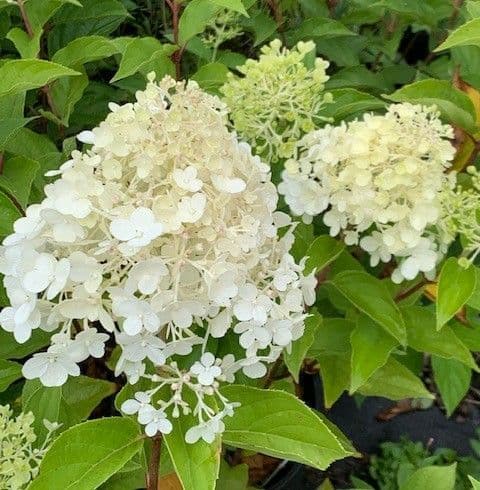 Hydrangea 'Polar Bear' (paniculata) 5L SOLD OUT TEMPORARILY