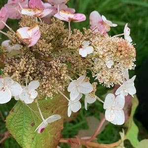Hydrangea quercifolia 'Snow Queen'    3L