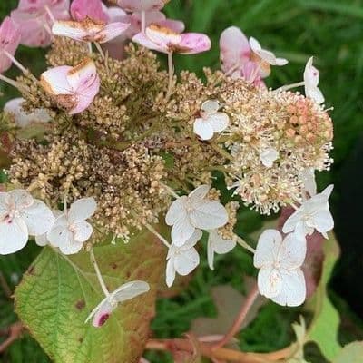 Hydrangea quercifolia 'Snow Queen'    3L