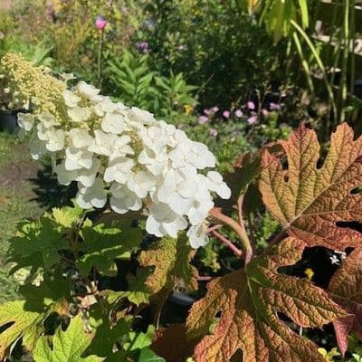 Hydrangea quercifolia 'Snow Queen'  AGM  3L