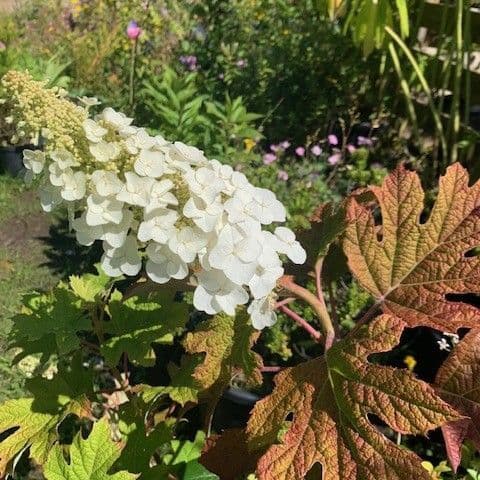 Hydrangea quercifolia 'Snow Queen'  AGM  3L